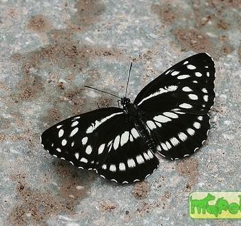 Neptis dejeani