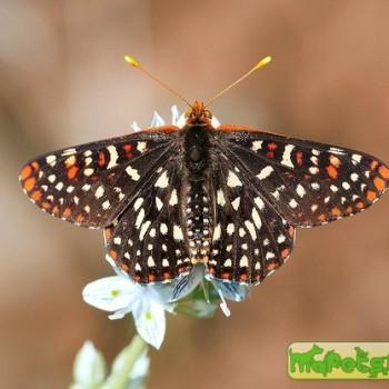 Euphydryas chalcedona