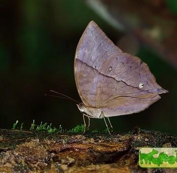 Zeuxidia doubledayi