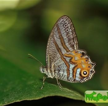 Erites elegans