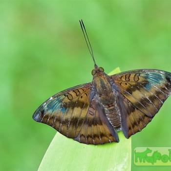 Euthalia alpheda