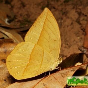 Aemona amathusia