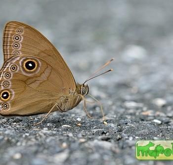 Lethe helena