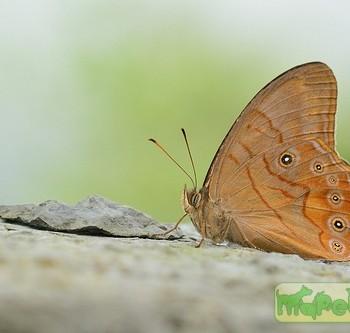Lethe guansia