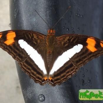 Adelpha erotia