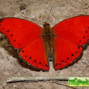 Cymothoe sangaris