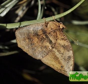 Narope minor