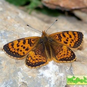 melitaea jezabel