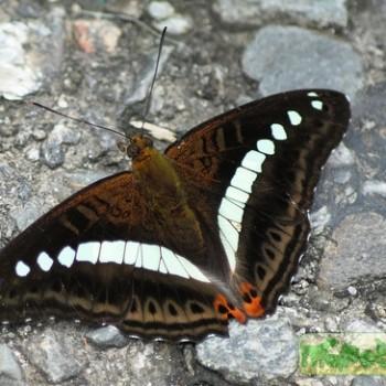 Sumalia daraxa