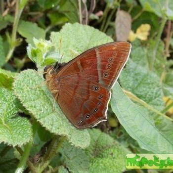 Lethe scanda