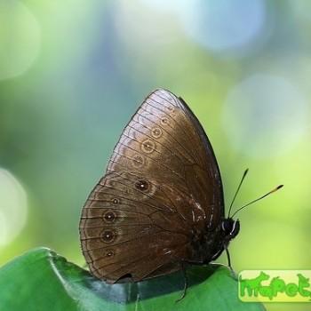 Mandarinia regalis