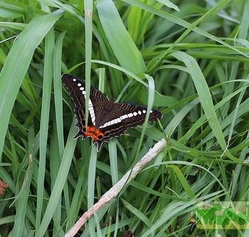Adelpha gelania