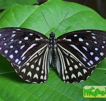 Penthema darlisa