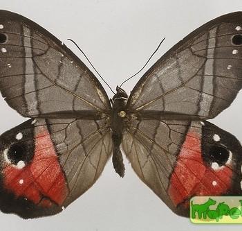 Pierella helvina