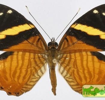 Tigridia acesta