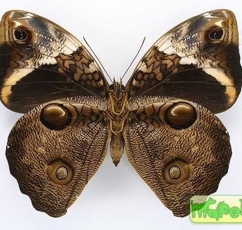 Opsiphanes bogotanus