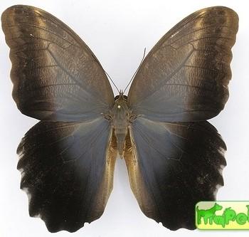 caligo brasiliensis