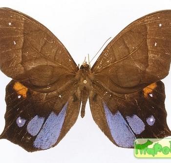 Antirrhea pterocopha