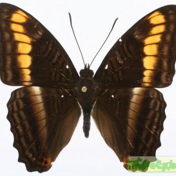 Adelpha tracta