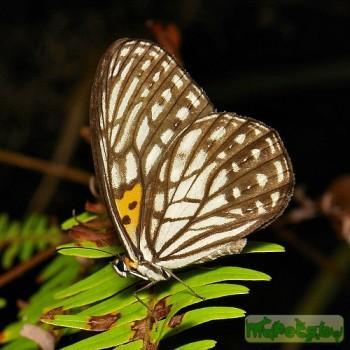 Orinoma damaris