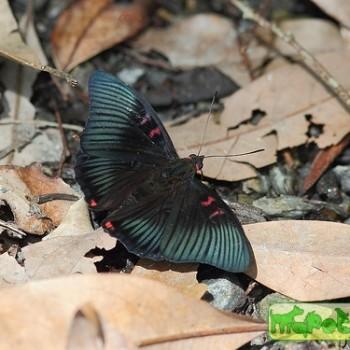Euthalia irrubescens