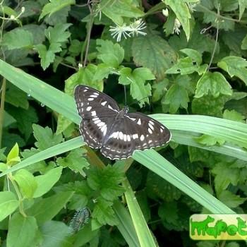 Limenitis doerriesi