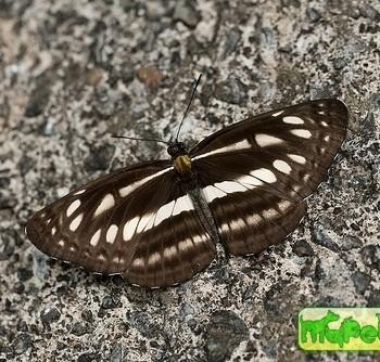 Neptis soma