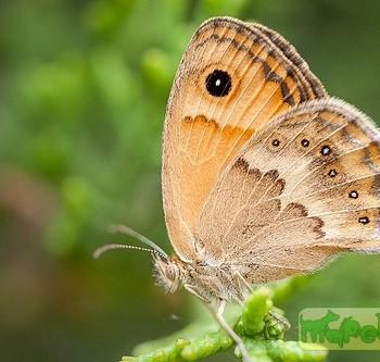 Coenonympha thyrsis