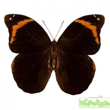 Catoblepia xanthus