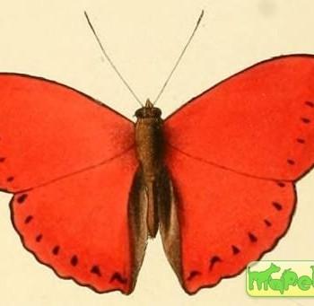 Cymothoe coccinata