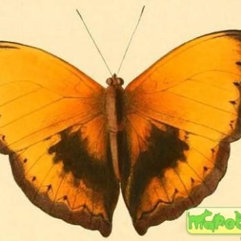 Cymothoe hesiodotus