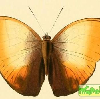 Cymothoe hyarbita
