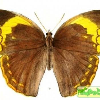 Discophora timora