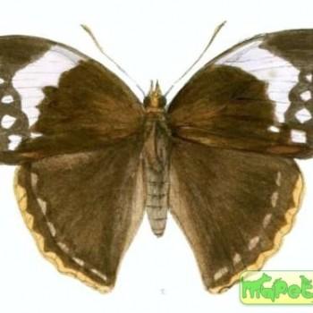 Enispe cycnus