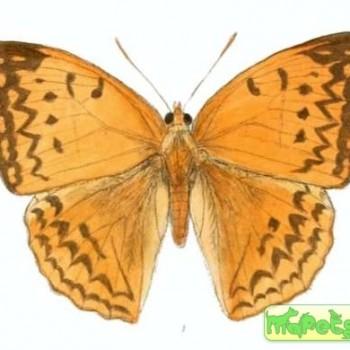 Enispe euthymius