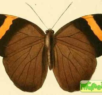 Euphaedra losinga