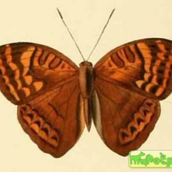 Euriphene ampedusa