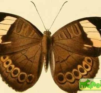 Euriphene aridatha