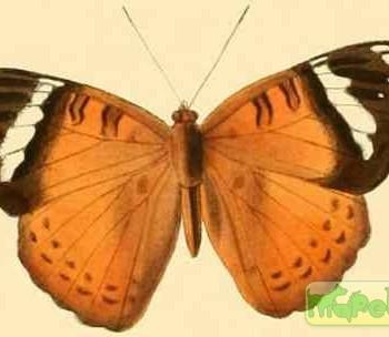 Euriphene lysandra