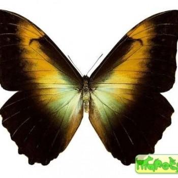 Morpho telemachus