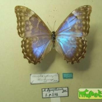 Morpho lympharis