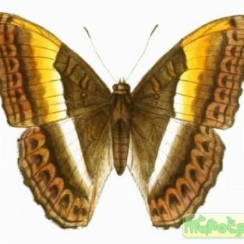 Parasarpa zayla