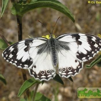Melanargia titea