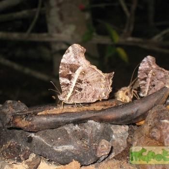 Gnophodes betsimena