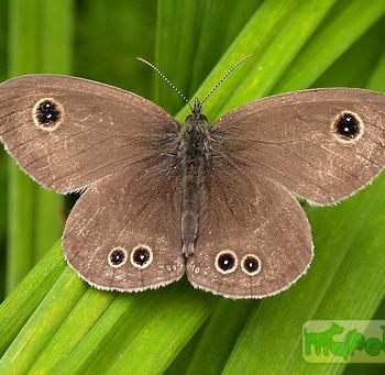 Ypthima argus