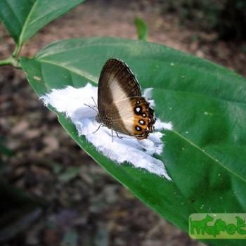 Splendeuptychia aurigera
