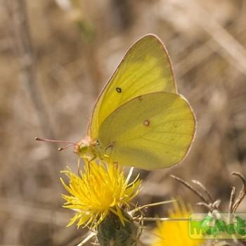 colias harfordii