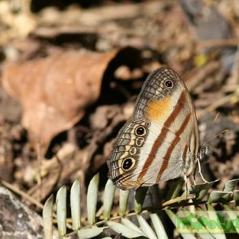 Cissia pseudoconfusa