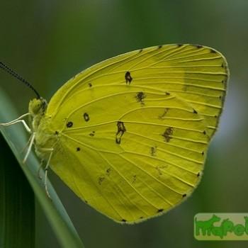 Eurema candida