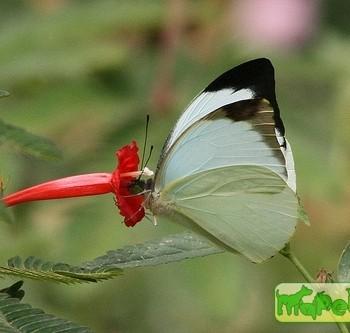Nepheronia argia